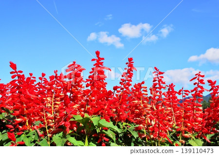 Salvia flower garden Salvia flower garden 139110473