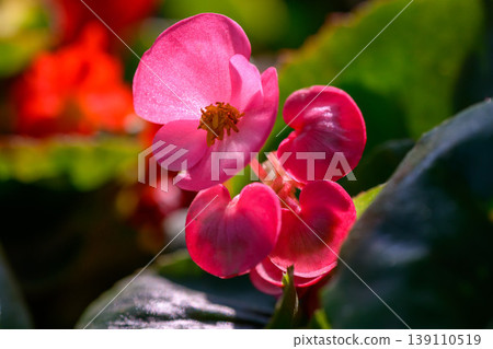 Close-up pink Begonia flower blooming in the garden. Family Begoniaceae. 139110519