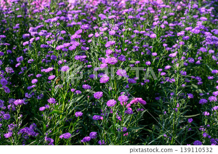Purple Aster flower that blooms beautifully in a garden. 139110532