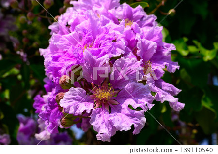 Lagerstroemia speciosa flower in full bloom on a branch against lush green foliage. Lagerstroemia speciosa flower in full bloom on a branch against lush green foliage. 139110540