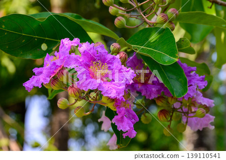 Lagerstroemia speciosa flower in full bloom on a branch against lush green foliage. Lagerstroemia speciosa flower in full bloom on a branch against lush green foliage. 139110541
