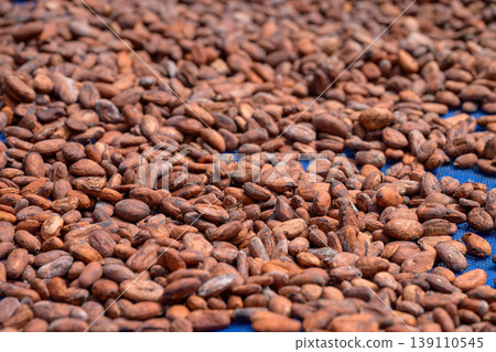 Cocoa beans is laid drying naturally in an open-air space. Cocoa beans is laid drying naturally in an open-air space. 139110545