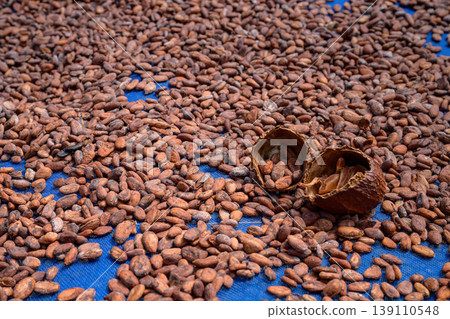 Cocoa beans is laid drying naturally in an open-air space. 139110548