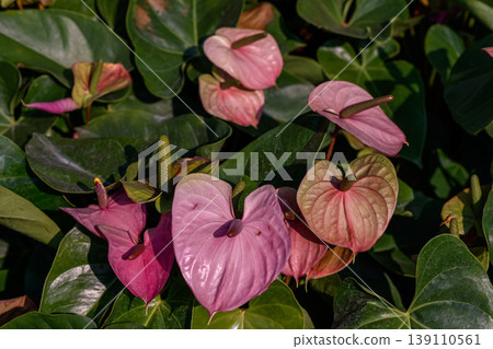Close up of a red Flamingo Flower or Anthurium andraeanum flower blooming in the garden. Family Araceae. 139110561