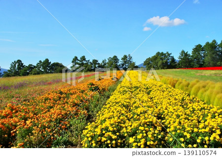Mary gold flower garden Mary gold flower garden 139110574