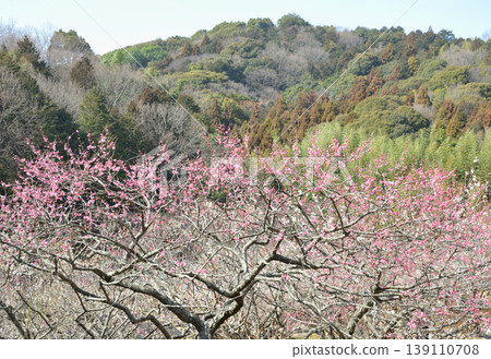 赤塚山公園的梅花 赤塚山公園的梅花 139110708