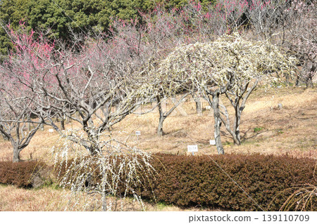 Plum blossoms at Akatsukayama Park 139110709