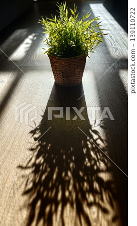 Sunlight shines on a potted plant casting shadows on a wooden floor Sunlight shines on a potted plant casting shadows on a wooden floor 139110722