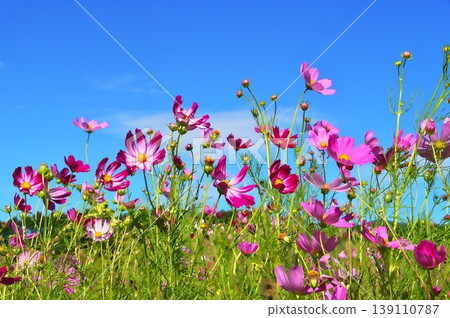波斯菊花 波斯菊花 139110787