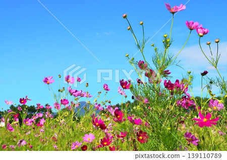 波斯菊花 波斯菊花 139110789