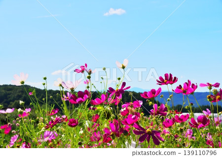 Cosmos flowers Cosmos flowers 139110796
