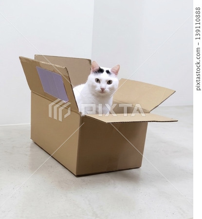 A black and white cat (with a split face pattern, against a white background) stares at the camera from inside a cardboard box. A black and white cat (with a split face pattern, against a white background) stares at the camera from inside a cardboard box. 139110888