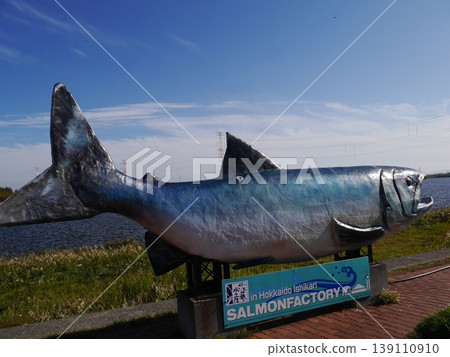 北海道石漾市的鮭魚工廠一景。 139110910