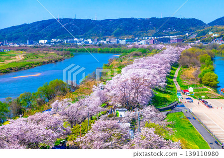 Cherry blossoms at Sewari Embankment in Yawata City, Kyoto Prefecture 139110980