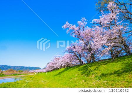 Cherry blossoms at Sewari Embankment in Yawata City, Kyoto Prefecture 139110982