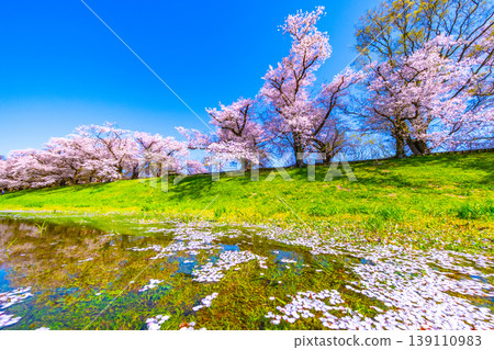 Cherry blossoms at Sewari Embankment in Yawata City, Kyoto Prefecture 139110983