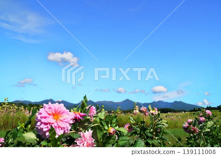 Dahlias shining against the blue autumn sky Dahlias shining against the blue autumn sky 139111008