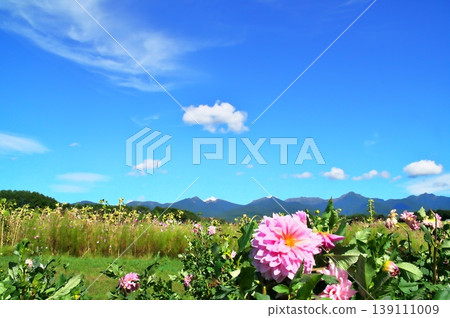 Dahlias shining against the blue autumn sky Dahlias shining against the blue autumn sky 139111009