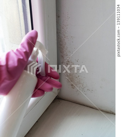 Person in pink gloves cleaning mold on window sill and walls using antifungal spray. Removing toxic black mold and mildew from window frame and plaster. Home maintenance and hygiene. Person in pink gloves cleaning mold on window sill and walls using antifungal spray. Removing toxic black mold and mildew from window frame and plaster. Home maintenance and hygiene. 139111034
