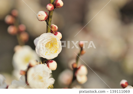 Plum blossoms I saw at Umebayashi Park 139111069