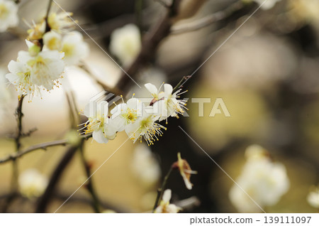 我在梅林公園看到的梅花 139111097