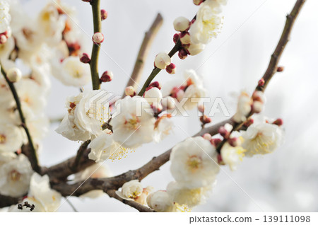 我在梅林公園看到的梅花 139111098