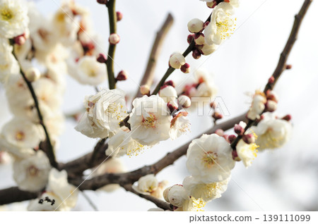 Plum blossoms I saw at Umebayashi Park Plum blossoms I saw at Umebayashi Park 139111099