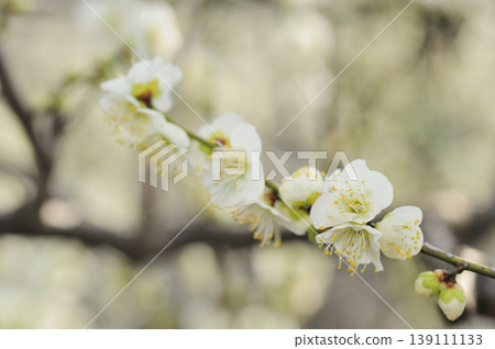 我在梅林公園看到的梅花 我在梅林公園看到的梅花 139111133