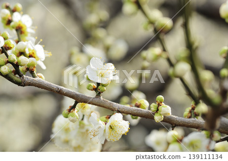 我在梅林公園看到的梅花 139111134