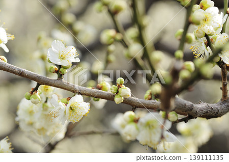 我在梅林公園看到的梅花 我在梅林公園看到的梅花 139111135