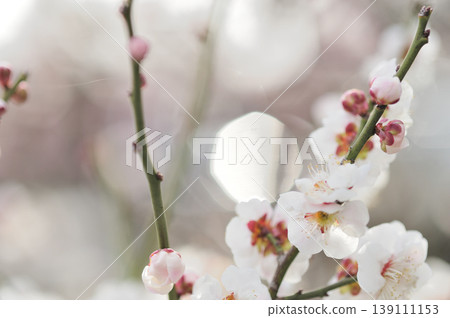 我在梅林公園看到的梅花 我在梅林公園看到的梅花 139111153