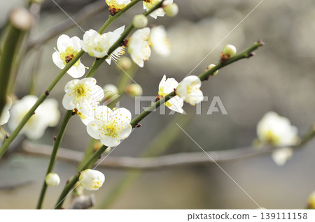 我在梅林公園看到的梅花 我在梅林公園看到的梅花 139111158
