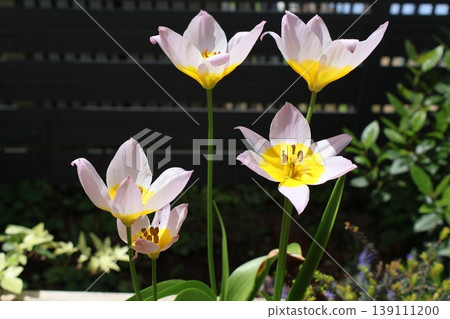 wild miniature tulips that bloom every year 139111200