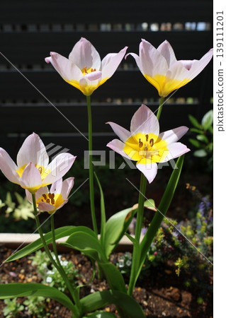 wild miniature tulips that bloom every year wild miniature tulips that bloom every year 139111201