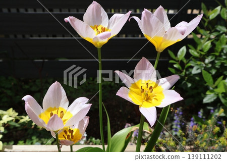 wild miniature tulips that bloom every year wild miniature tulips that bloom every year 139111202