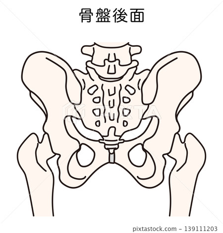 骨盆後部 139111203