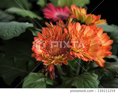 橙色非洲菊 139111254