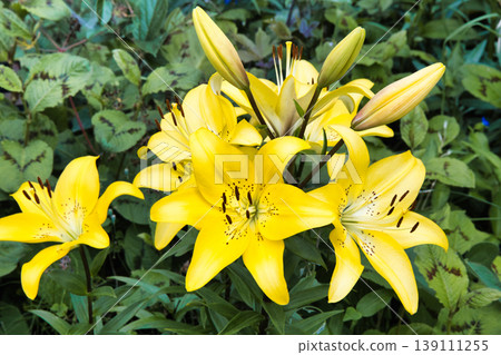 A cluster of beautiful yellow lilies A cluster of beautiful yellow lilies 139111255