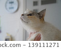 A cat looking up 139111271