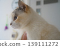 A cat being lifted 139111272