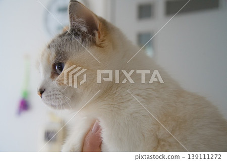 A cat being lifted 139111272