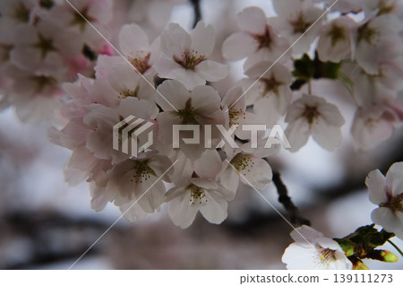 Cherry blossoms in full bloom bathed in the spring sunshine Cherry blossoms in full bloom bathed in the spring sunshine 139111273