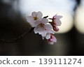 Cherry blossom 139111274