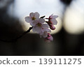 Cherry blossom 139111275