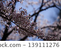 Cherry blossoms in full bloom shining in the spring sunshine 139111276
