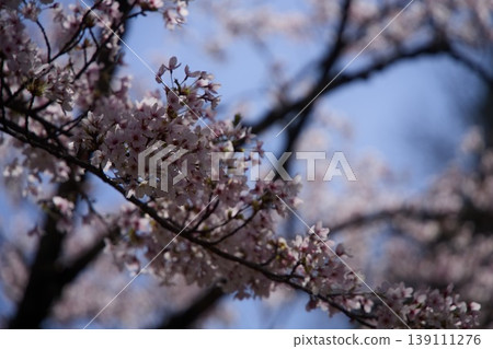 Cherry blossoms in full bloom shining in the spring sunshine 139111276