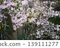 Scenery with cherry blossoms 139111277