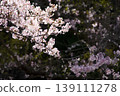Cherry blossoms illuminated by the spring sun 139111278
