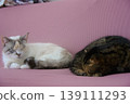 Two sleeping cats 139111293