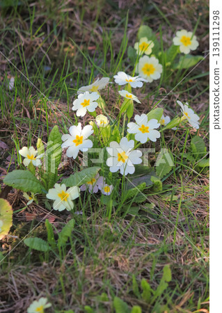 White common primrose flowers blooming in green grass on a sunny spring day in natural garden setting White common primrose flowers blooming in green grass on a sunny spring day in natural garden setting 139111298